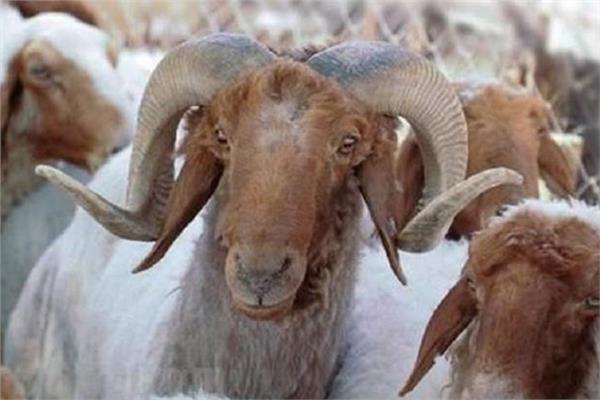 فتاوى الأضاحي| الشروط الواجب توافرها في الأضحية