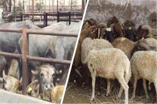 قبل عيد الأضحى.. تعرف على أماكن شوادر التموين