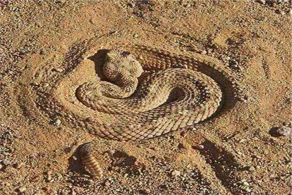 «الطريشة»| الحية التي أيقظت سكان التجمع ليلا.. وخبراء: هكذا نتقى سمومها