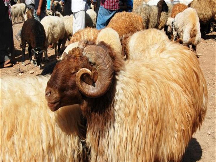الأضحية.. تعرف على مواصفاتها ومن المطالب بها وكيفية توزيعها من البحوث الإسلامية
