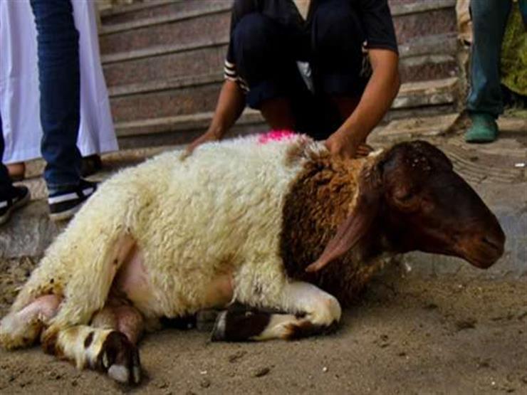 اشتريت أضحية فتبين حملها ولا يمكننى شراء غيرها.. فما حكمها؟