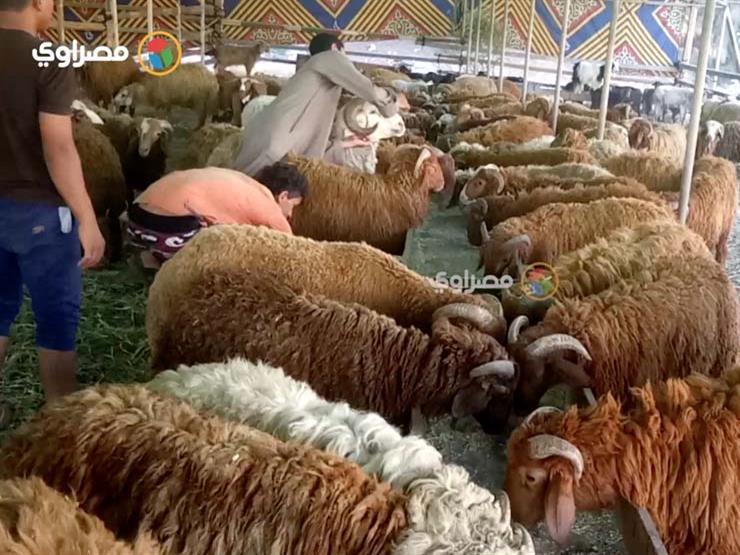 كل ما تريد معرفته عن شراء أضاحي العيد (س و ج)