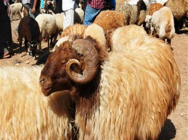 الأضحية.. تعرف على مواصفاتها ومن المطالب بها وكيفية توزيعها من البحوث الإسلامية